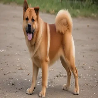kai ken dog breed