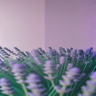 lavender wallpaper aesthetic