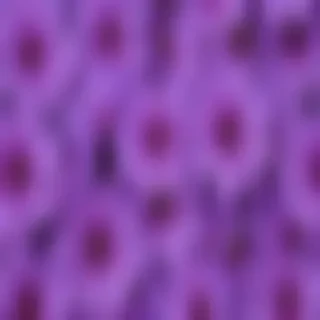 purple flowers background
