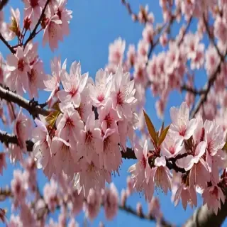 sakura flower