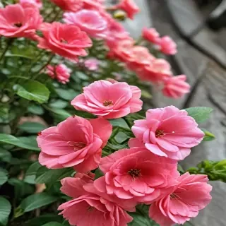 flower line