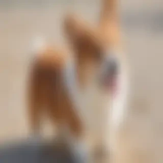 corgi inu dog breed