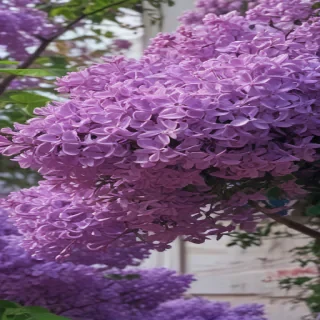 lilac aesthetic