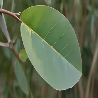 transparent eucalyptus