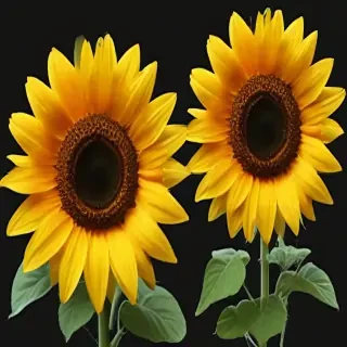 sunflowers png