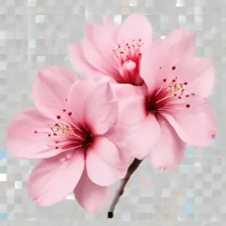 blossom png