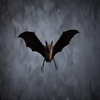 pictures of bats for halloween