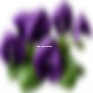 violets png