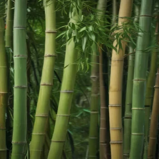 bamboo background
