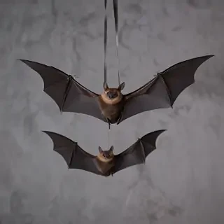 pictures of bats for halloween