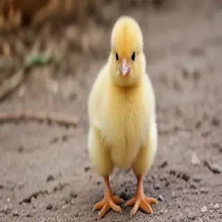 baby chicken