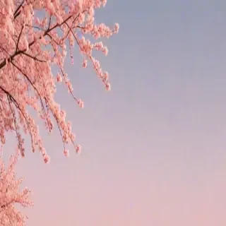 pastel pink aesthetic wallpaper