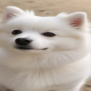 japanese spitz dog breed