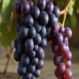 grapes png
