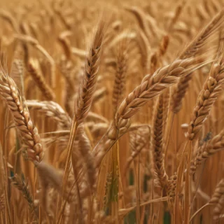 wheat png