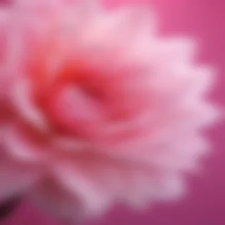 pink iphone wallpaper hd