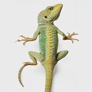 lizard transparent