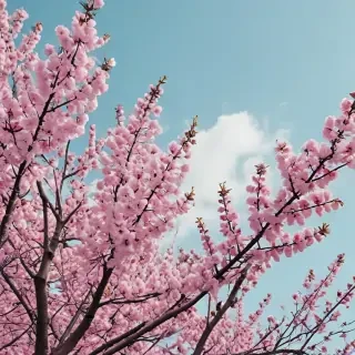 spring wallpaper aesthetic