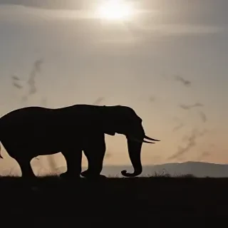 elephant silhouette