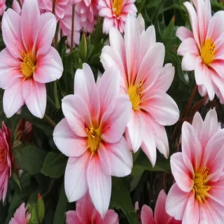 flower pictures to draw