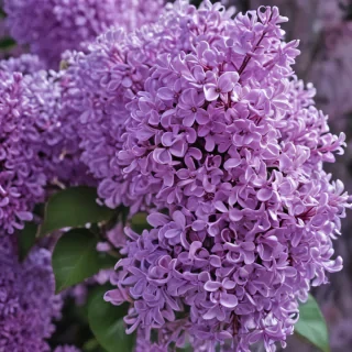 lilac wallpaper iphone