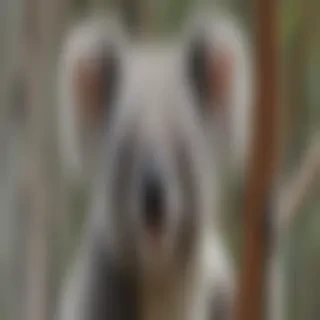 koala bear