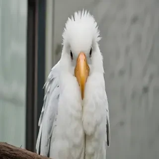 preening