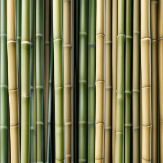 bamboo background