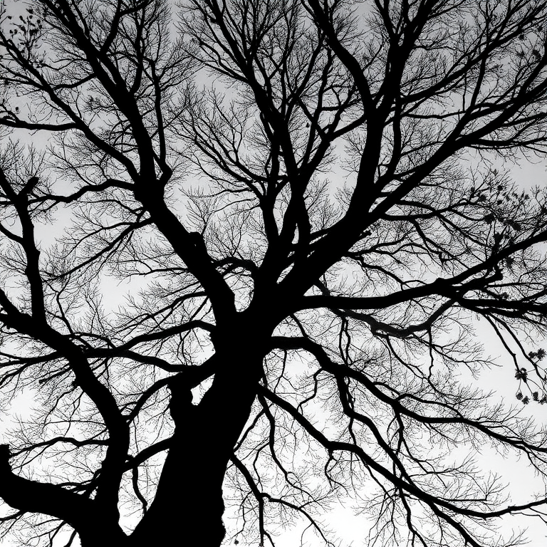 Create a high-resolution black and white silhouette of a tree with intricate branches and leaves, captured with a Canon EOS R5 at f/8, ISO 100, 1/250s, with a 50mm lens using a shallow depth of field from a low angle view against a clear sky background.