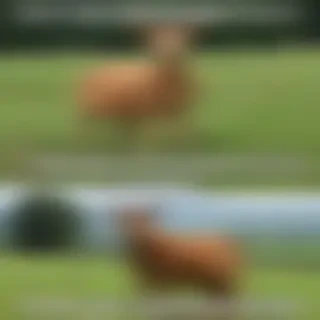 countryside meme