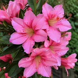 azalea flower
