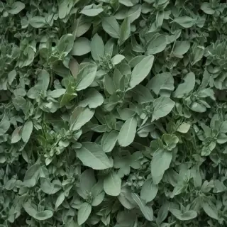 sage green aesthetic