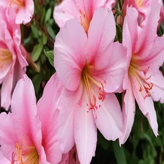 azalea flower