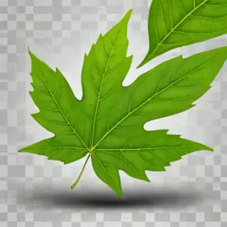 leaf png transparent