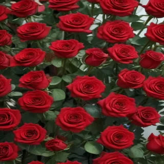 red roses aesthetic