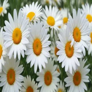 daisy wallpaper for desktop