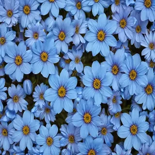 blue flowers background