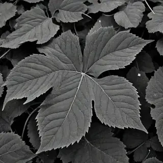 leaf images black and white