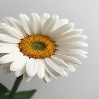 aesthetic daisy wallpaper