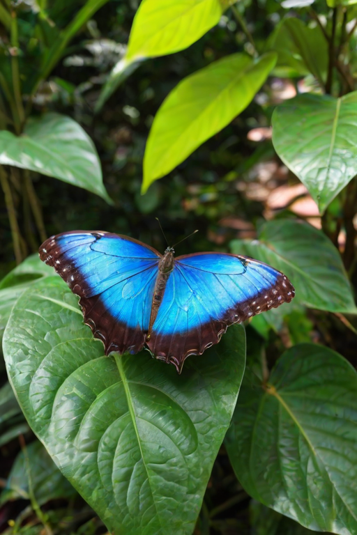 blue morpho butterfly
