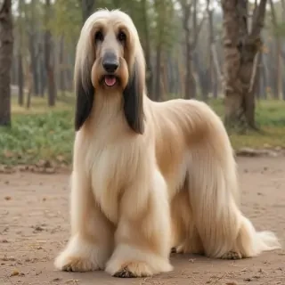 afghan hound dog breed