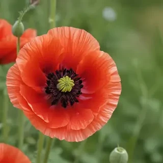 poppy flower