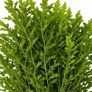 seaweed png