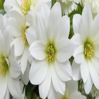 white flower wallpaper