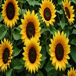lock screen sunflower wallpaper