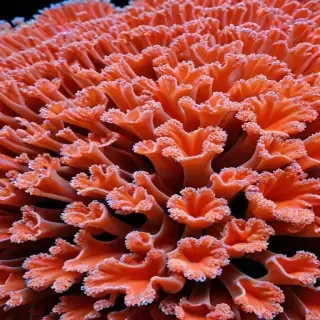 coral color