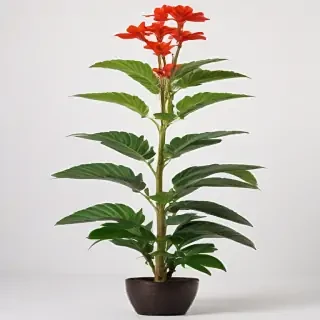 plant no background