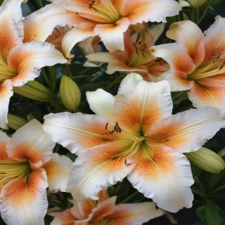 lily background
