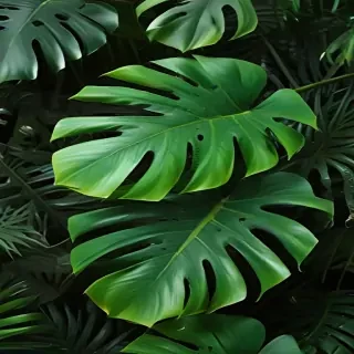 monstera background
