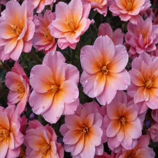 pretty flowers